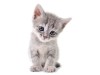 Naklejka na ścianę - kotek 2